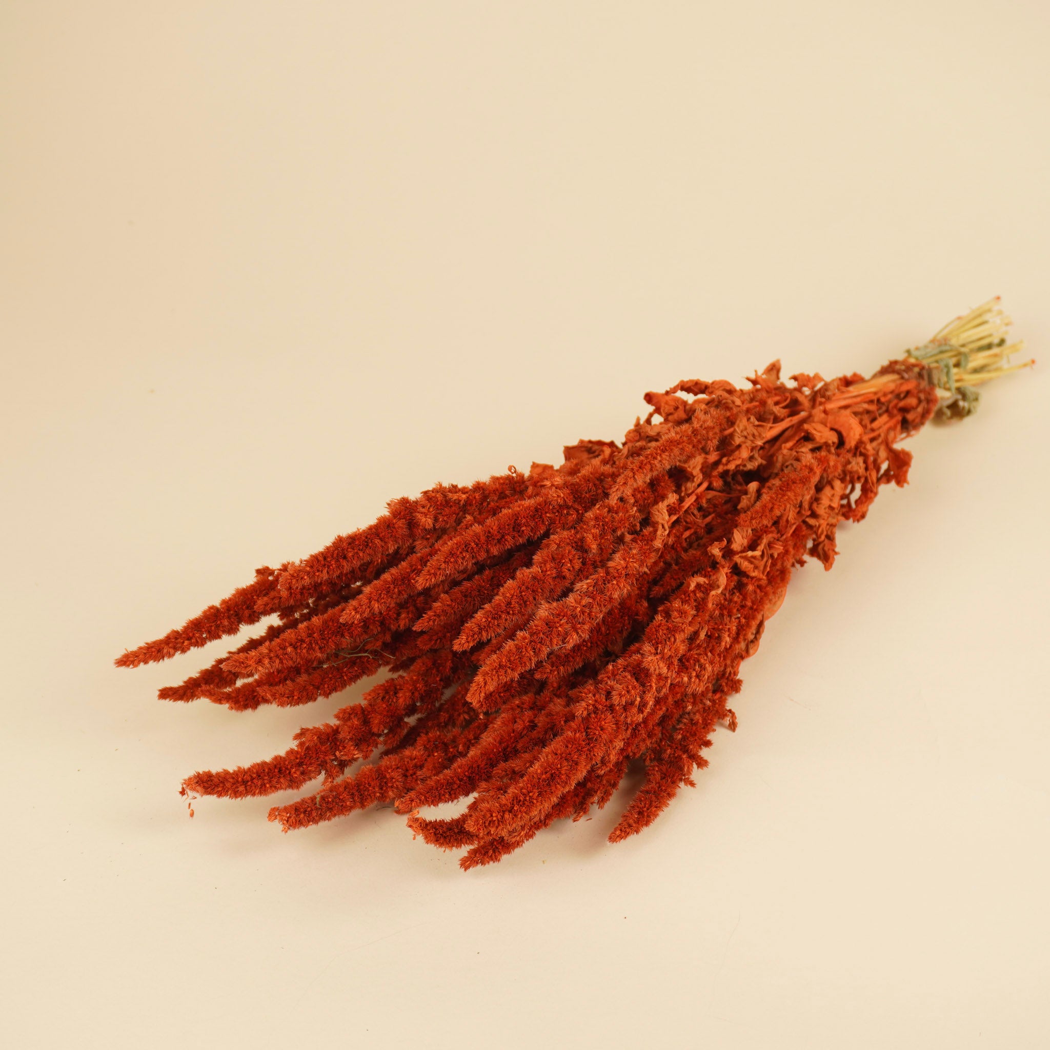 Getrockneter Amaranthus Orange