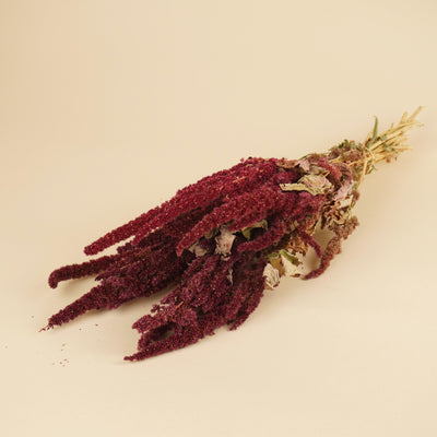 Getrockneter Amaranthus rot