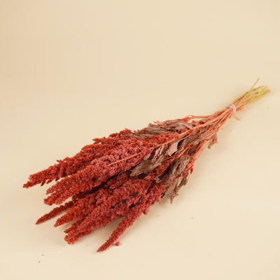 Getrocknetes Amaranthus Pink