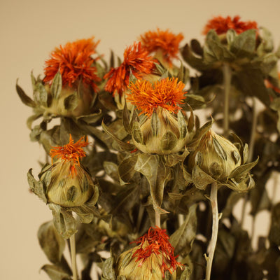 Getrockneter Karthamus Orange