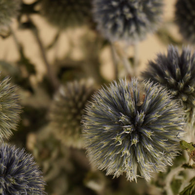 Getrocknete Echinops Natural Blau