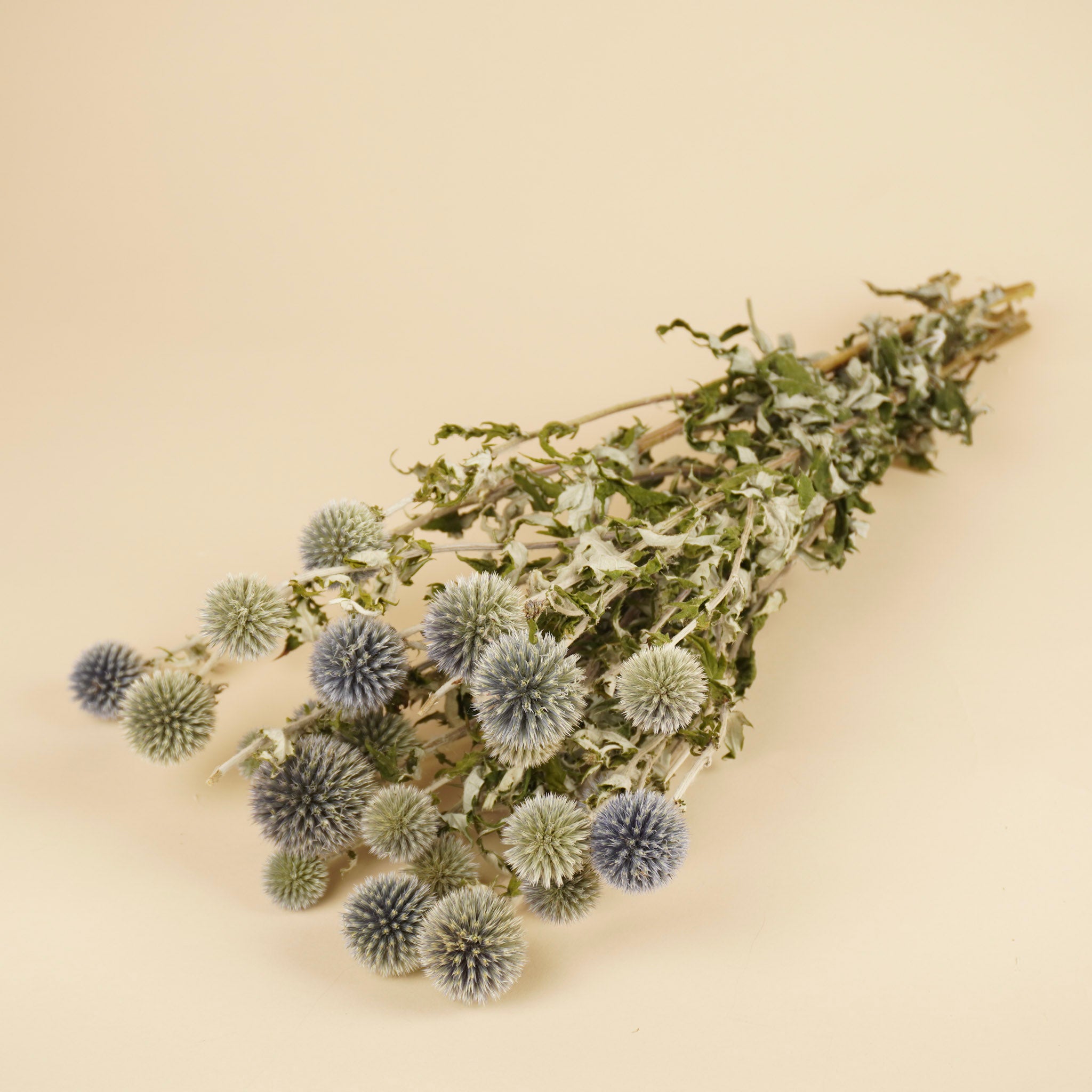 Getrocknete Echinops Natural Blau