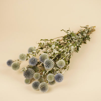 Getrocknete Echinops Natural Blau
