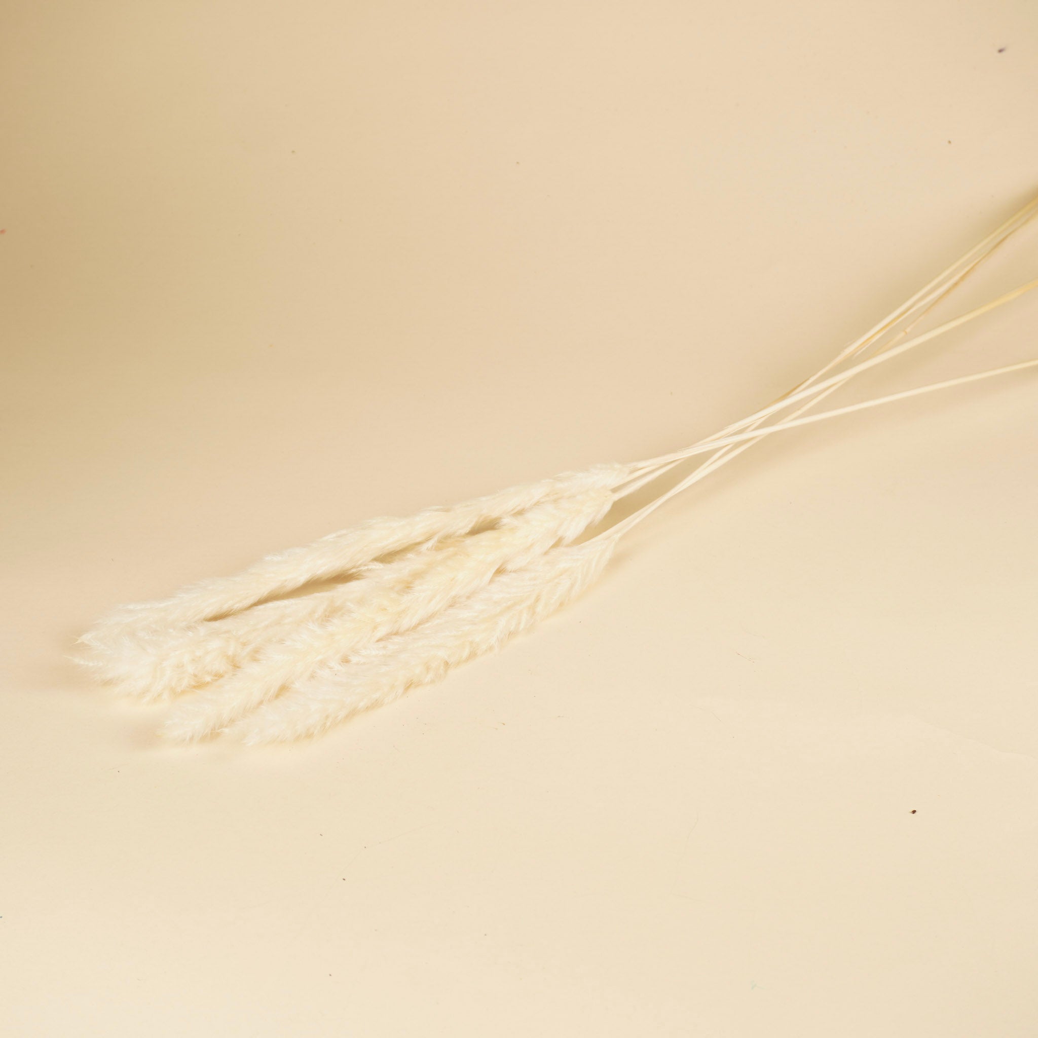 Flauschige Pampas (Miscanthus) Plum bleichten