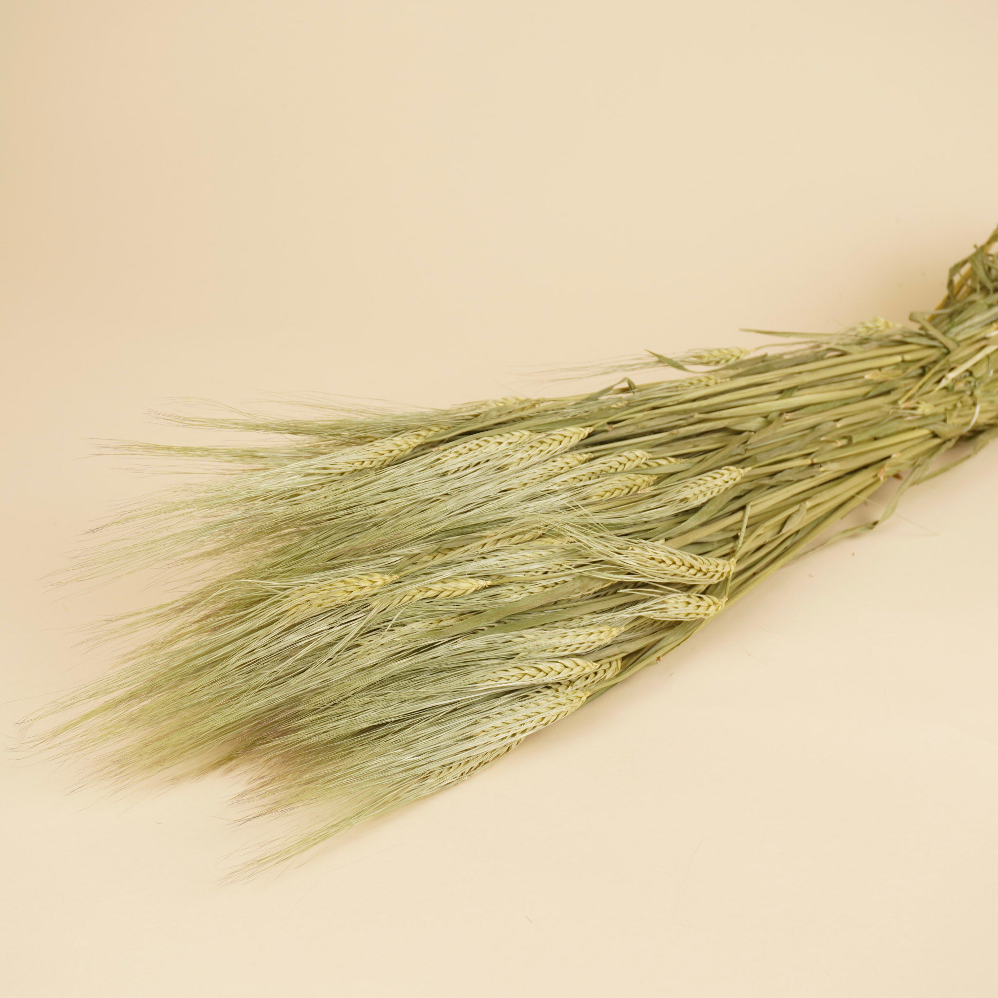 Getrocknete Gerste Naturel (Gerste)