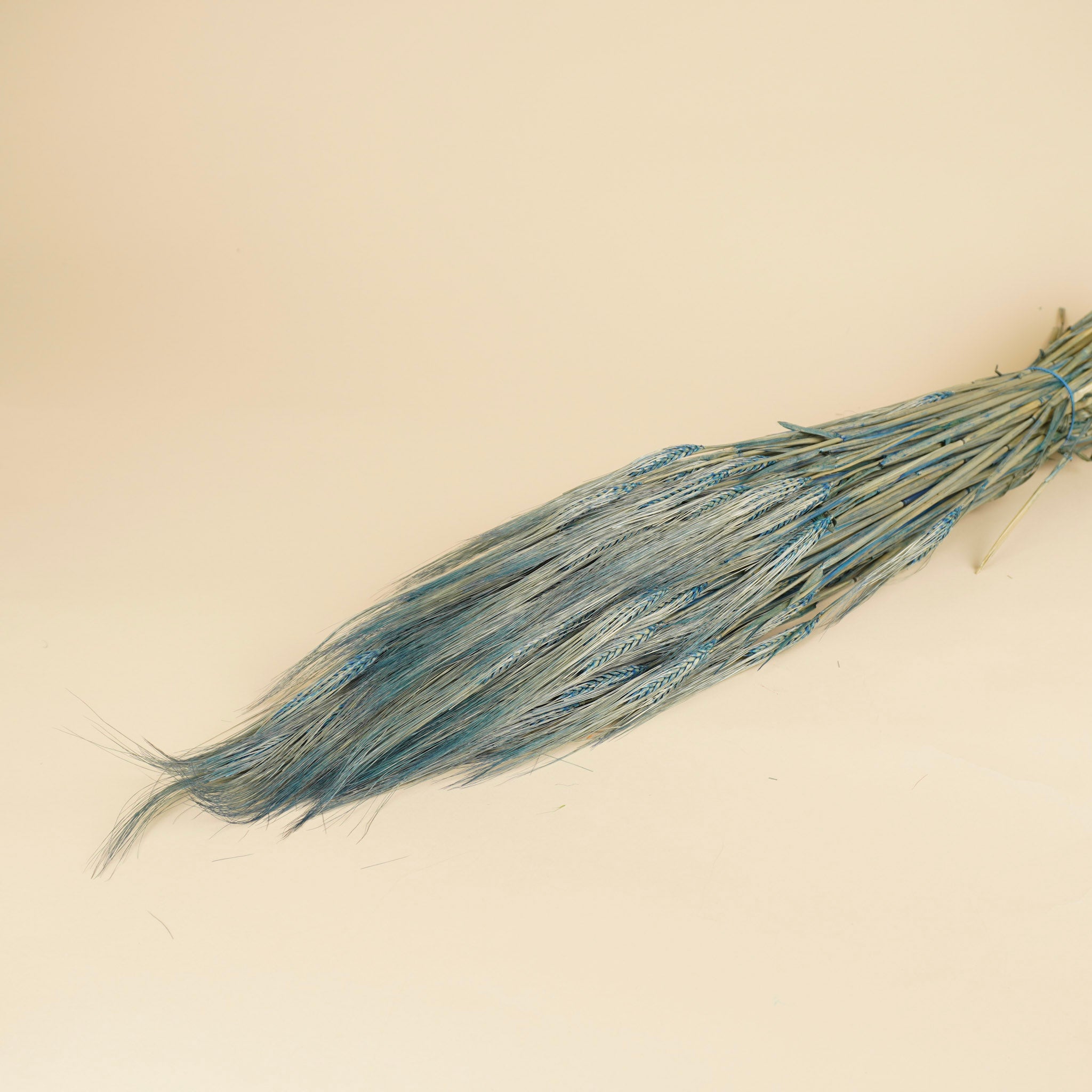 Gerste Blue 70 cm