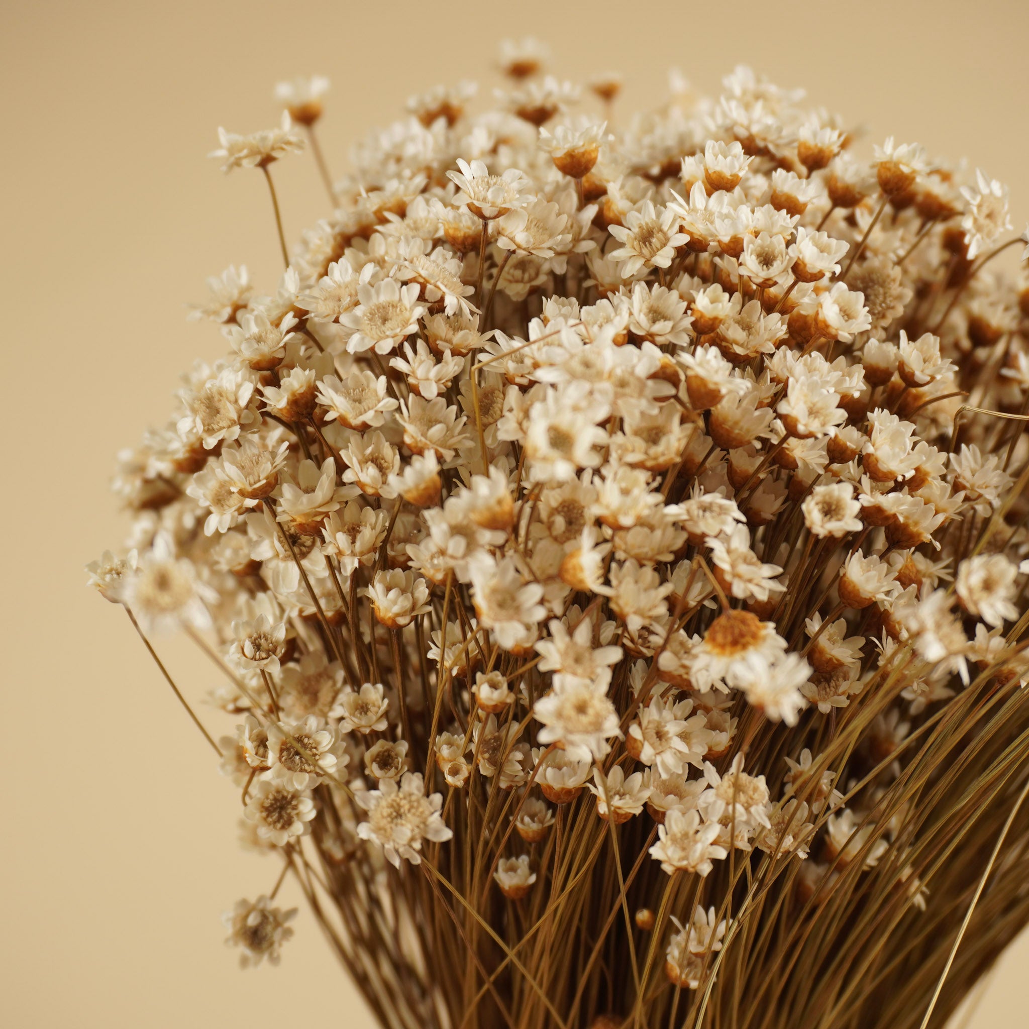 Glixia (Sternblume) getrocknete weiße natürlich