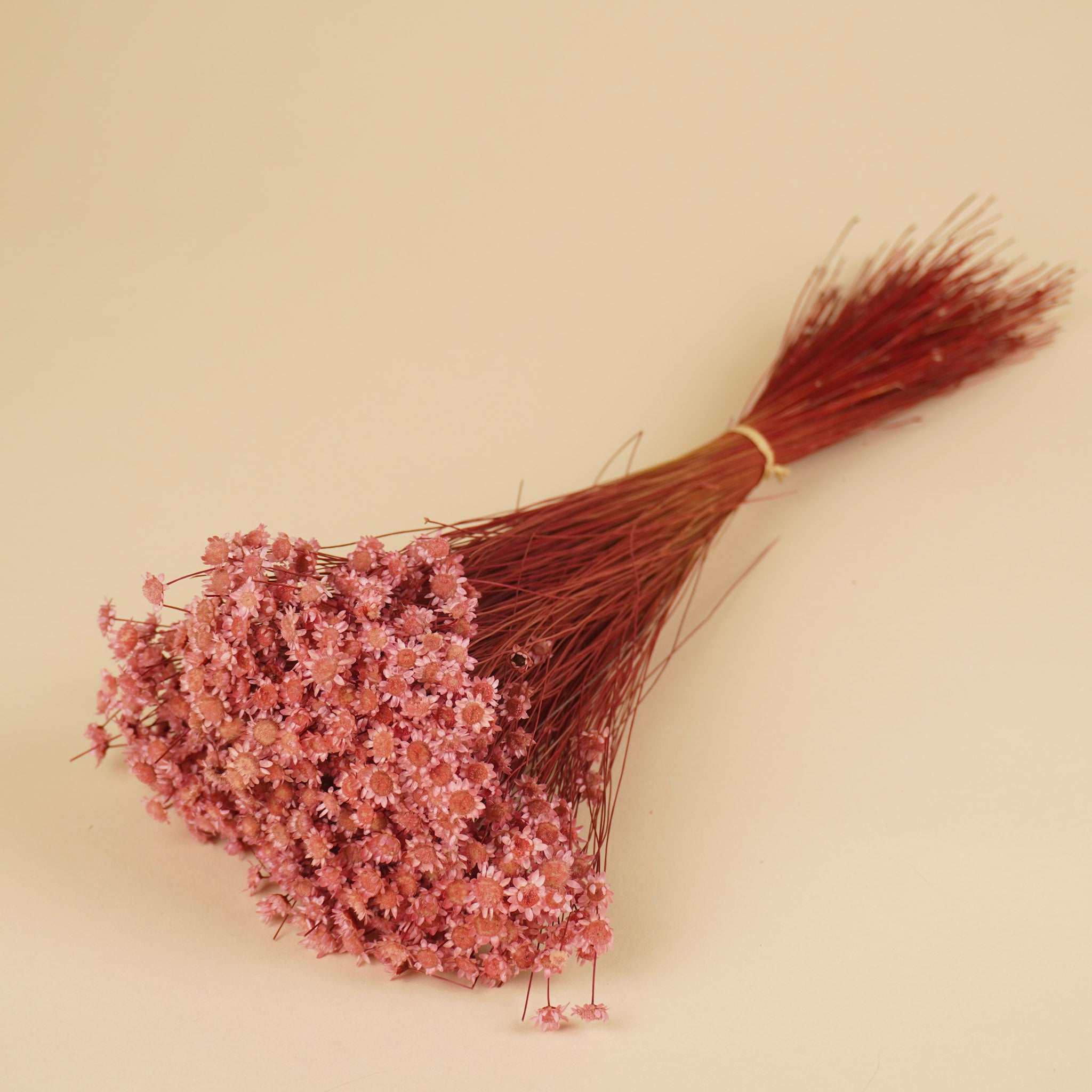 Glixia bleichte Pink (Sternblume)