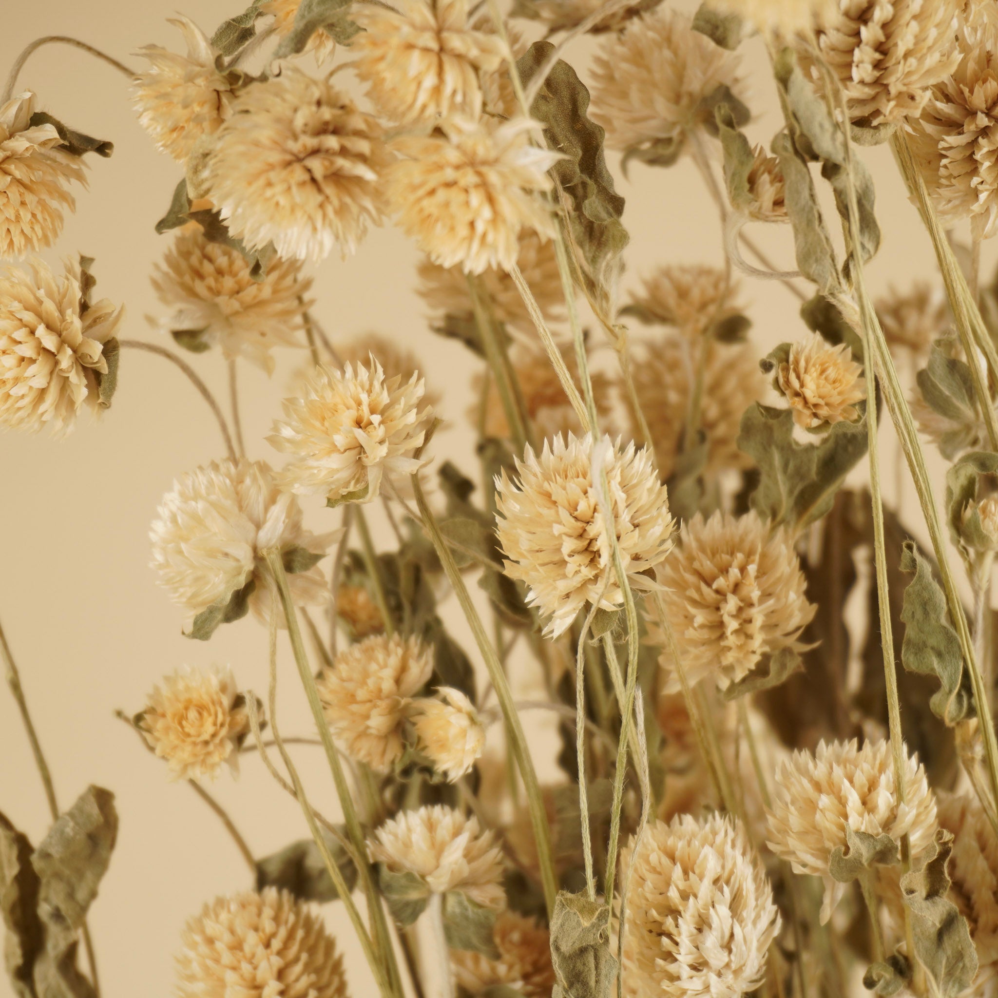 Getrocknete Gomphrena weiß