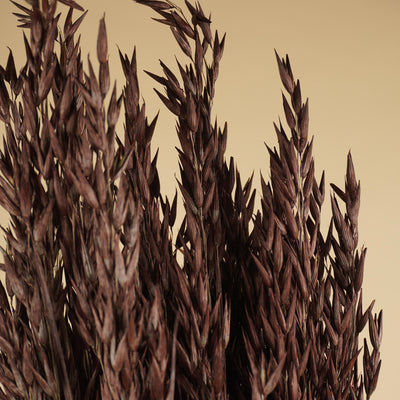 Getrockneter Hafer (Avena) Brown bemalt