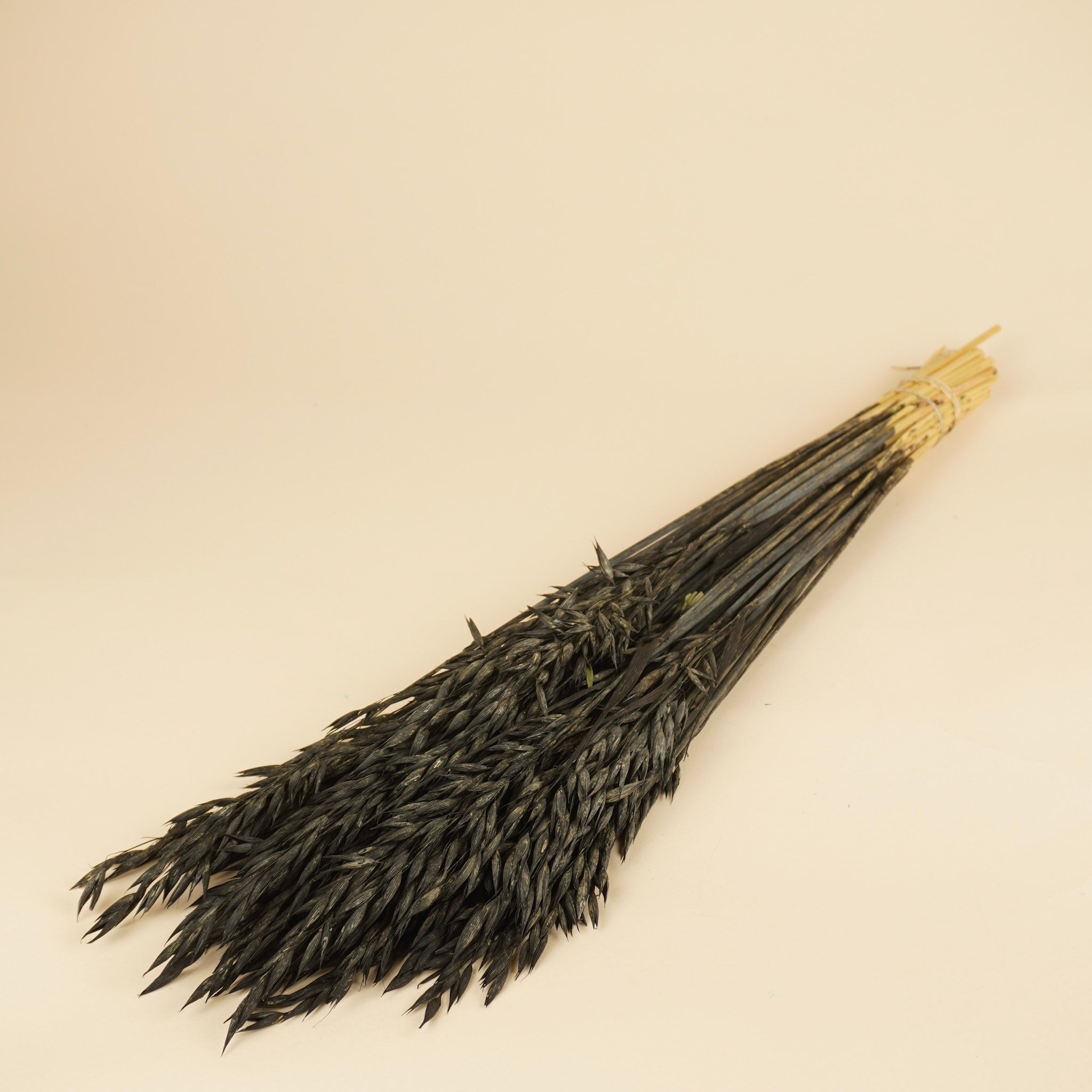 Getrockneter Hafer (Avena) schwarz bemalt