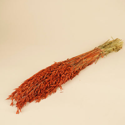 Getrockneter Hafer (Avena) orangefarben
