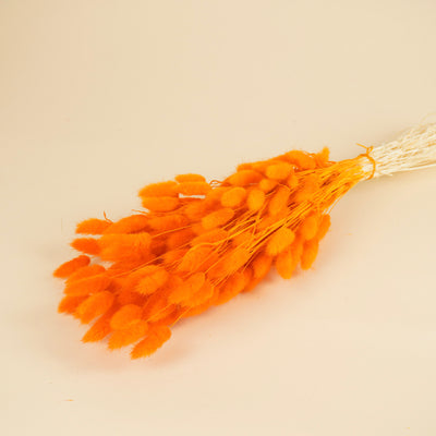 Getrocknete Lagurus ovatus oranje