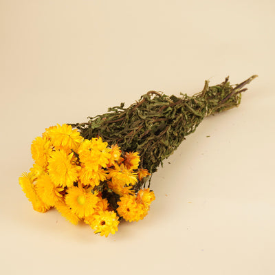 Getrocknete Helichrysum gelb