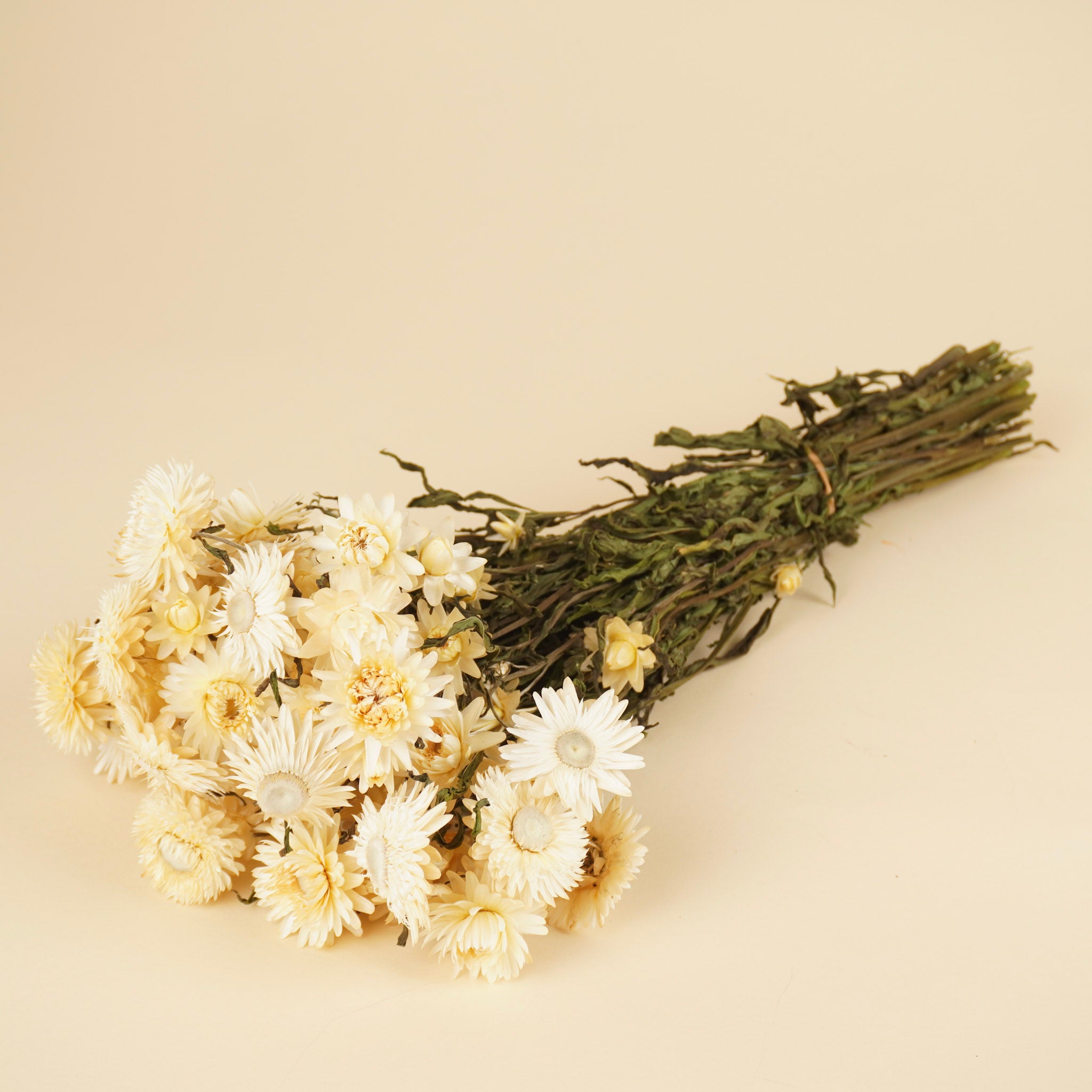 Getrocknete Helichrysum weiß