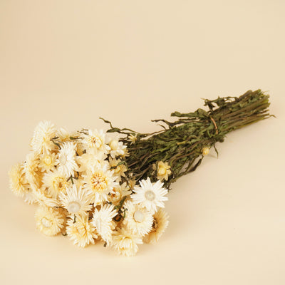 Getrocknete Helichrysum weiß