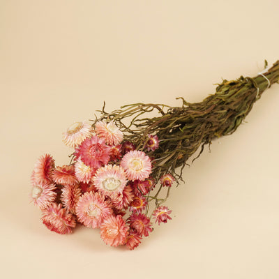 Getrockneter Helichrysum Lachs
