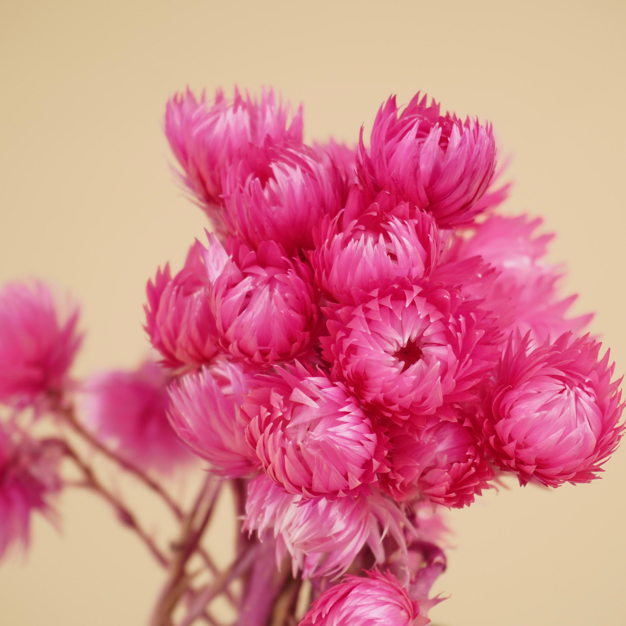 Helichrysum vestitum pink