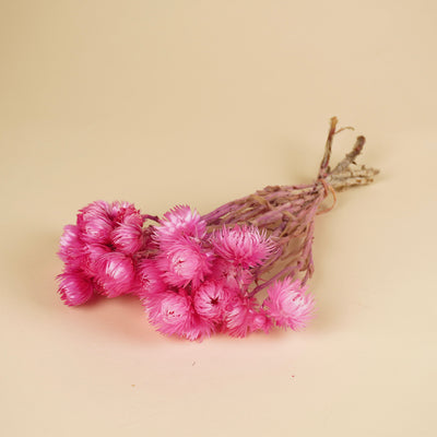 Helichrysum vestitum pink