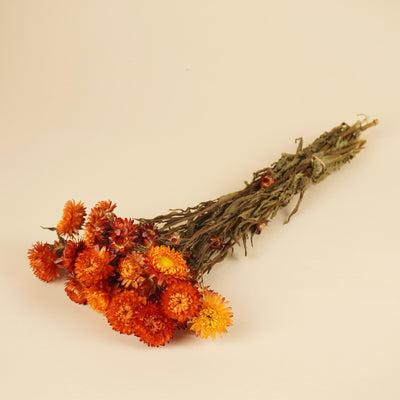 Getrocknete Helichrysum Orange Gelb
