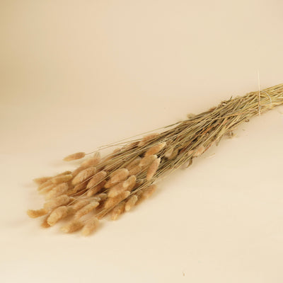 Lagurus ovatus naturel tufftje