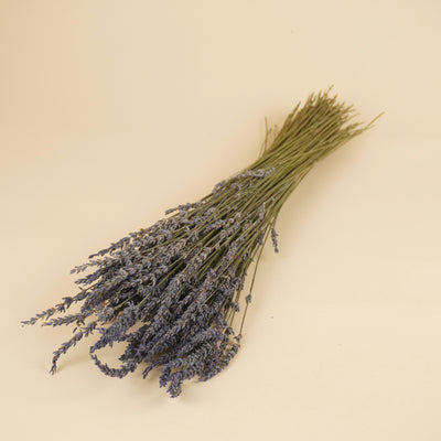 Getrocknetes Lavendel Naturalblau
