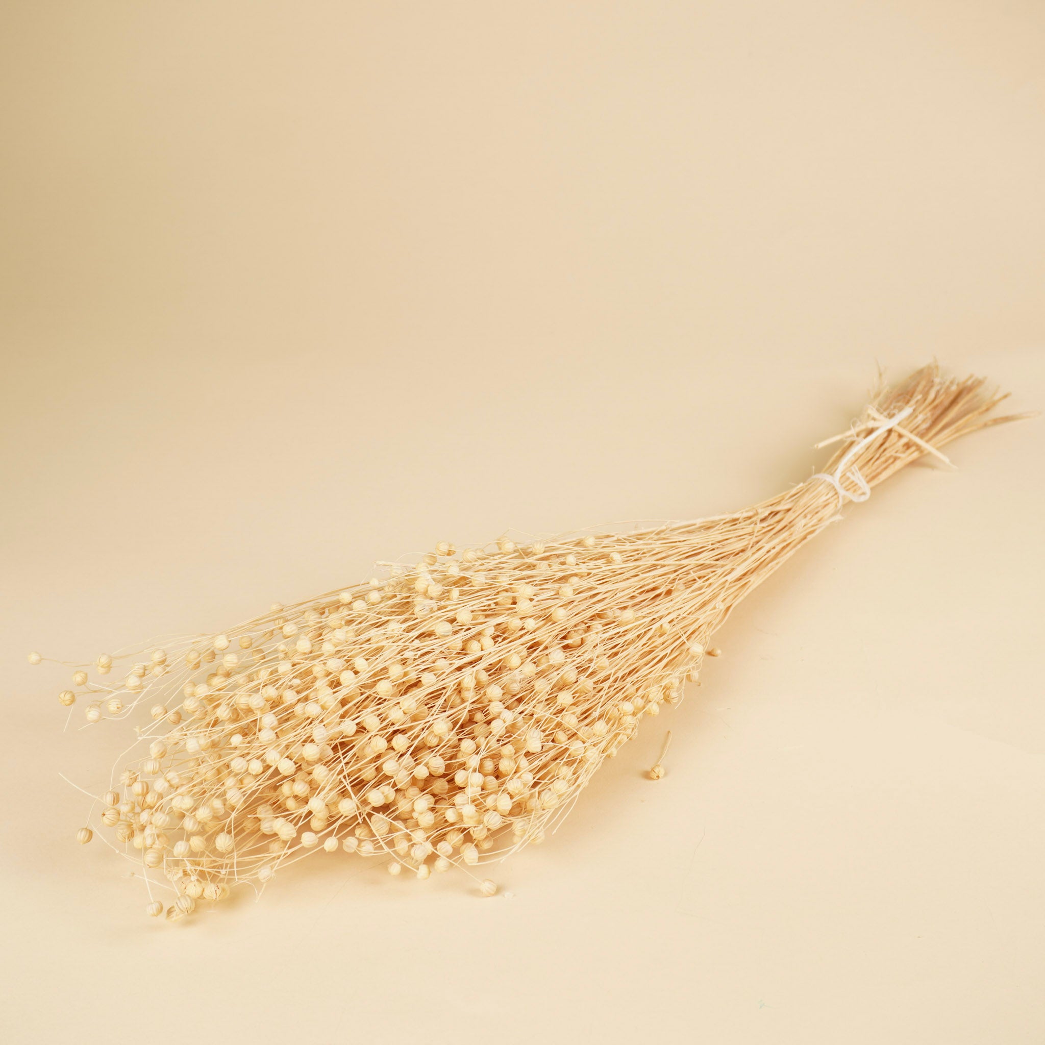 Getrocknetes Lino vlas (Linum) gebleicht