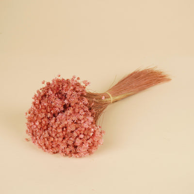 Getrocknete Marcela -rosa Blumen