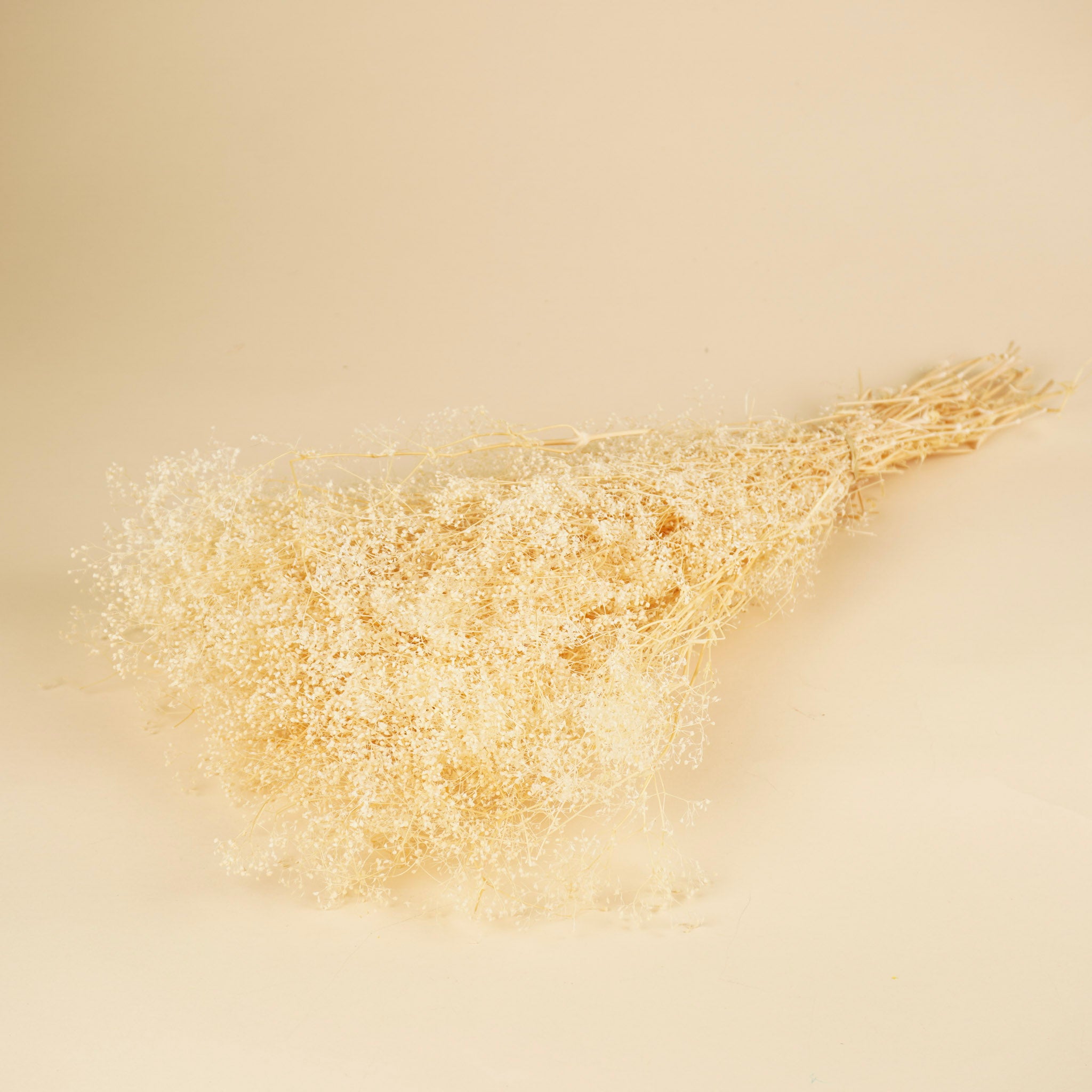 Mini -Gypsophila getrocknet (Gypsum)