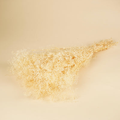 Mini -Gypsophila getrocknet (Gypsum)