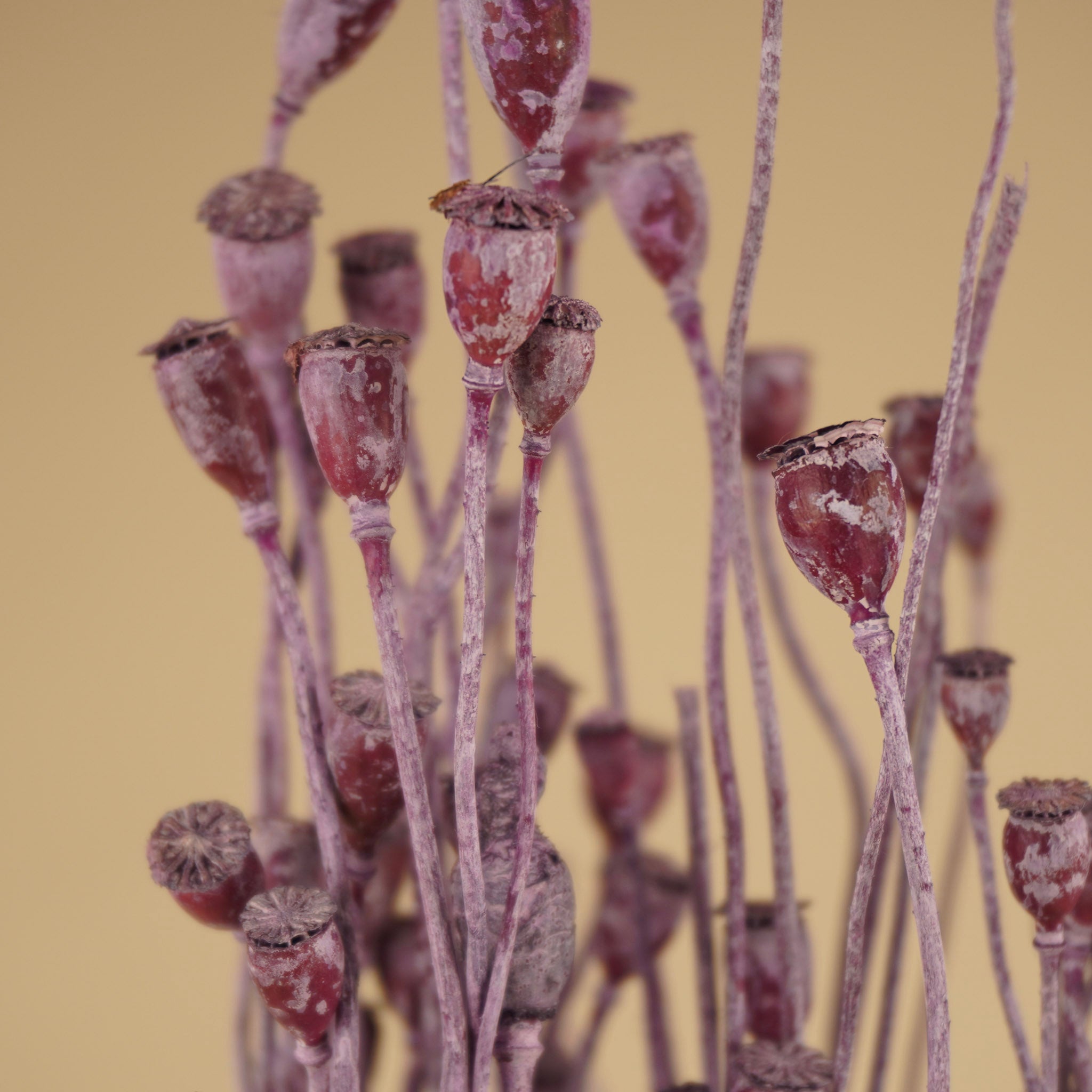Getrockneter Papaver Mini