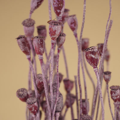 Getrockneter Papaver Mini
