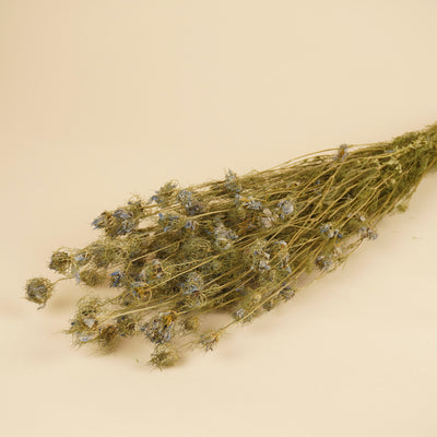 Getrocknete Nigella Blumenblau
