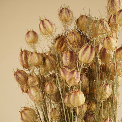 Getrocknete Nigella grün