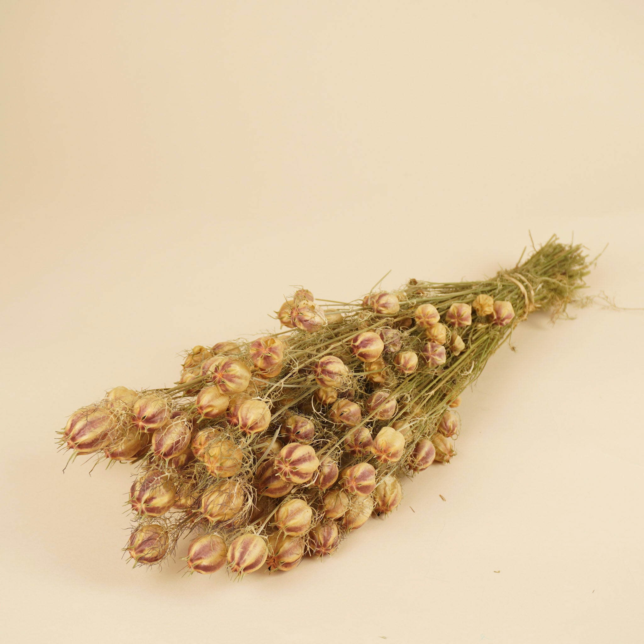 Getrocknete Nigella grün