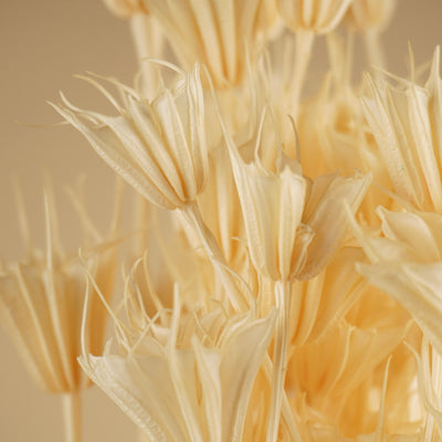 Getrocknete Nigella orientalis gebleicht