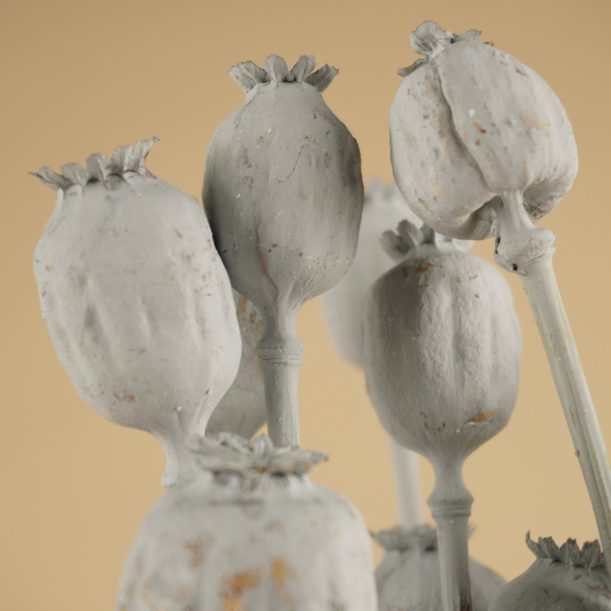 Papaver grau getrocknet