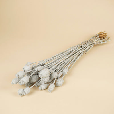 Papaver grau getrocknet