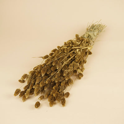 Golden getrockneter Phalararis