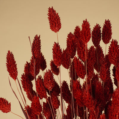 Getrocknete Phalararis rot (Canarialgras)