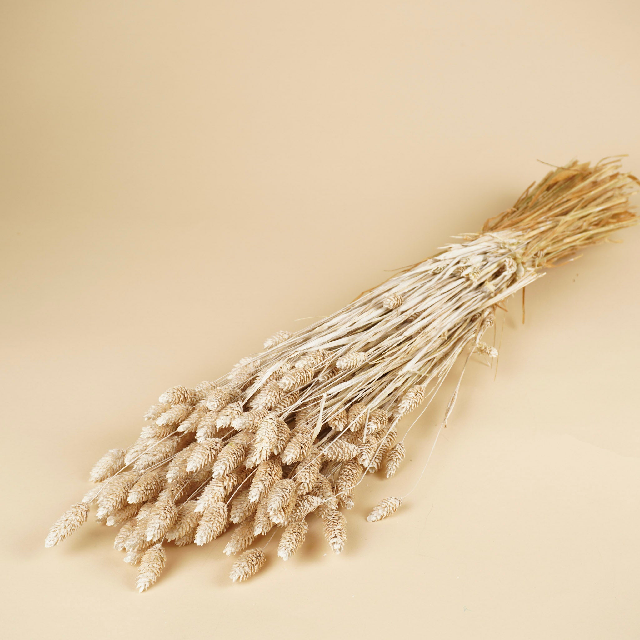 Phalaris nebliger Witz (Canarialgras)