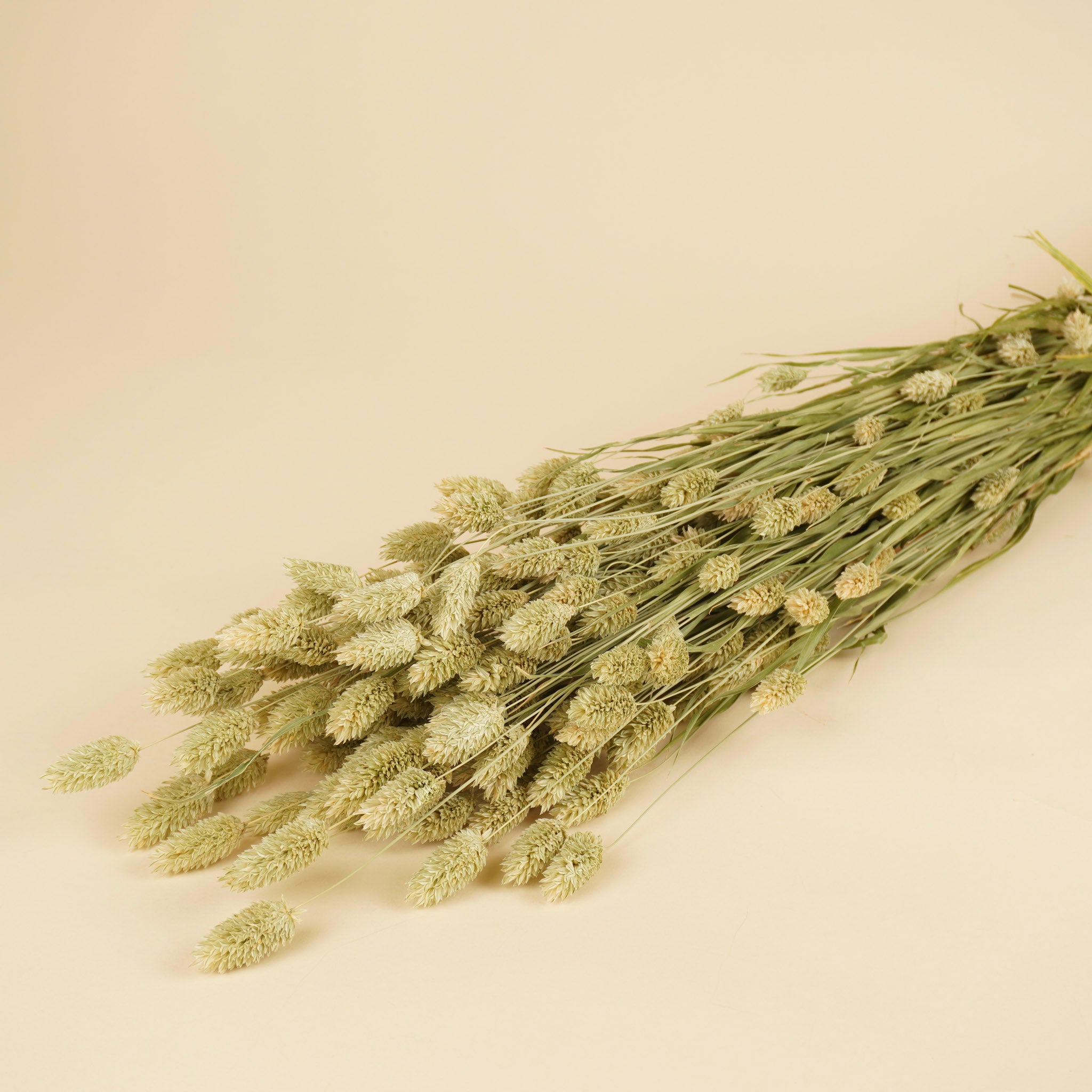 Getrocknete Phalaris Natural (Kanariegras)