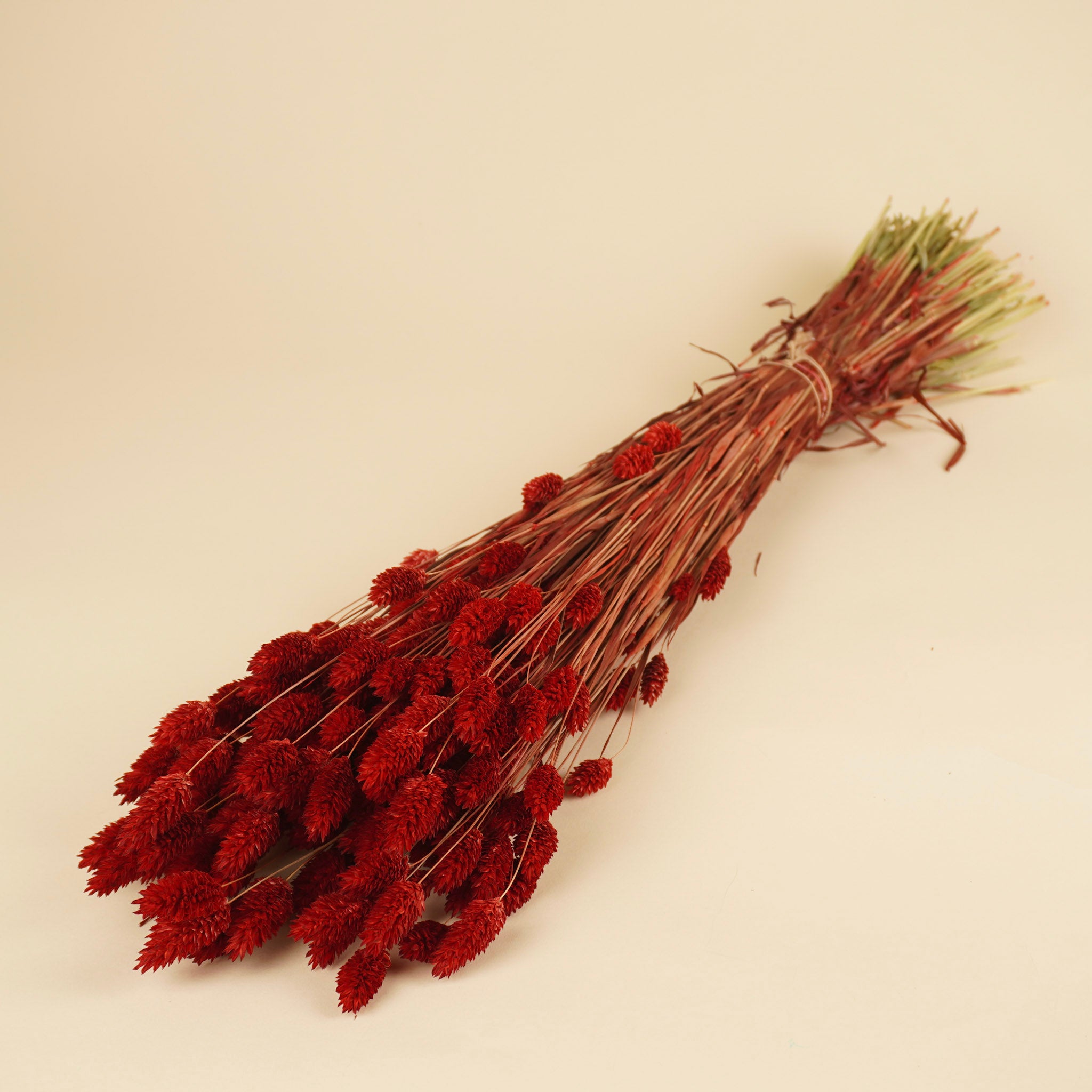 Getrocknete Phalararis rot (Canarialgras)