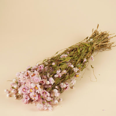 Getrocknetes Rhodanthe Pink