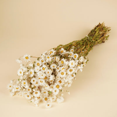 Getrocknetes Rhodanthe Weiß