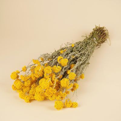 Getrocknete Sanfordii