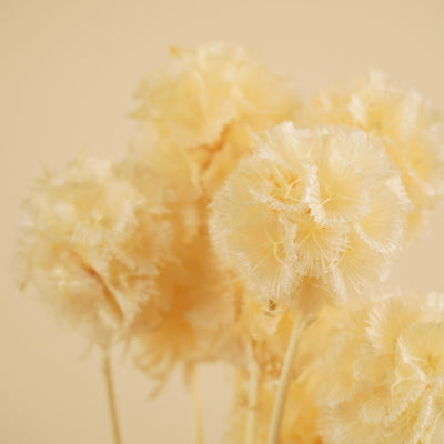 Getrocknete scabiosa stellata bleichte gebleicht