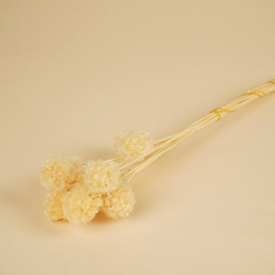 Getrocknete scabiosa stellata bleichte gebleicht