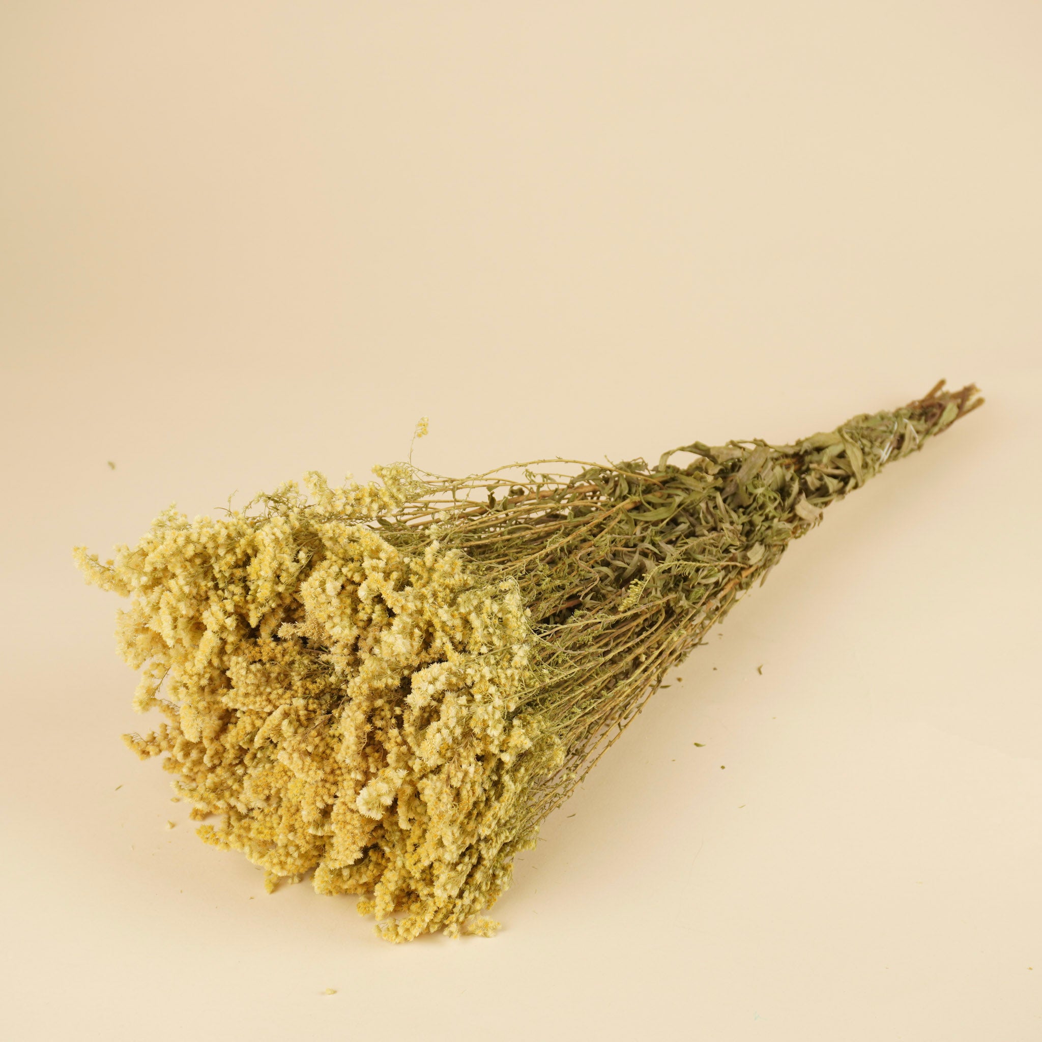 Getrocknetes Solidago