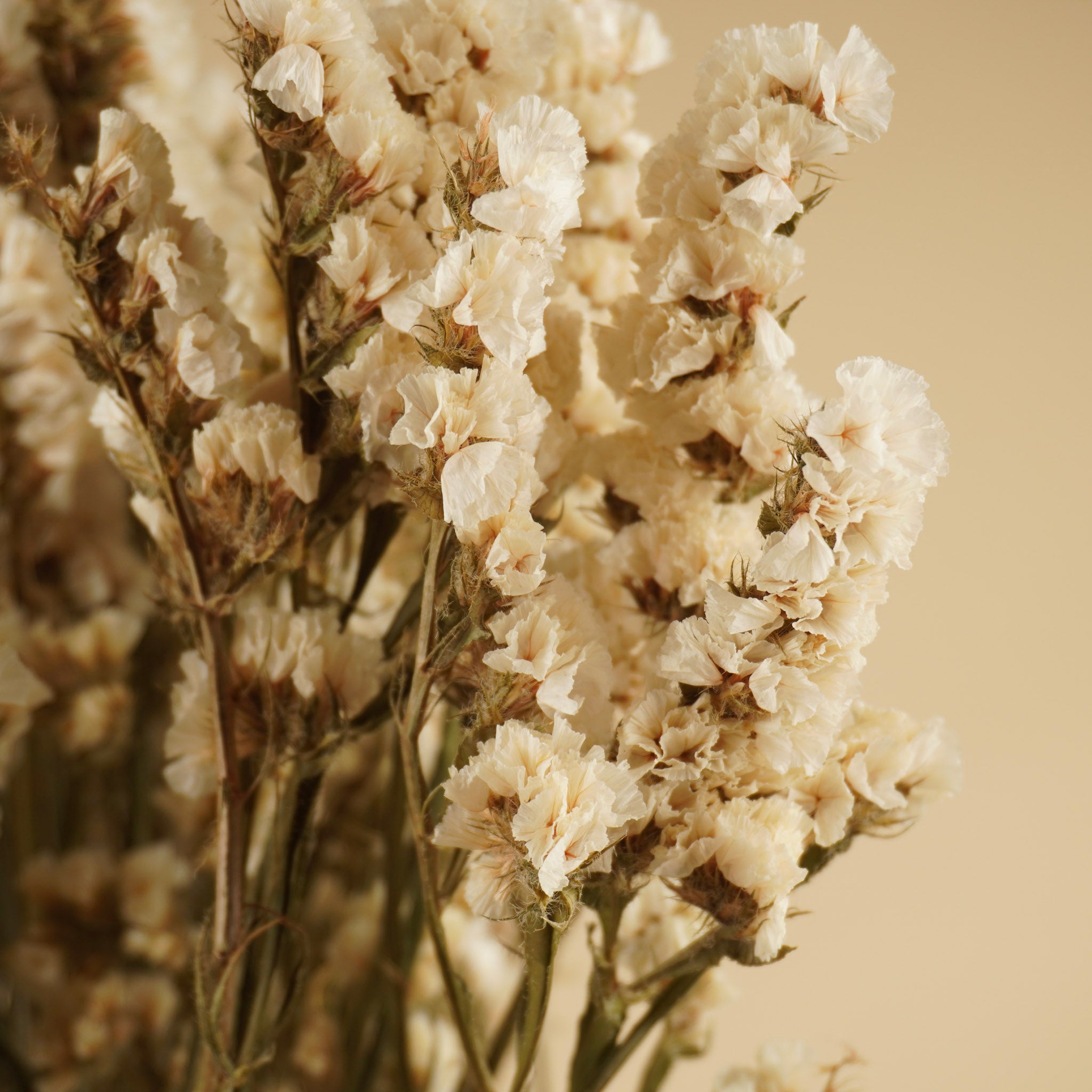 Getrocknete Statike Limonium Weiß